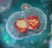 Quantità e qualità della riserva ovarica: quali fattori influenzano il numero di blastocisti euploidi?